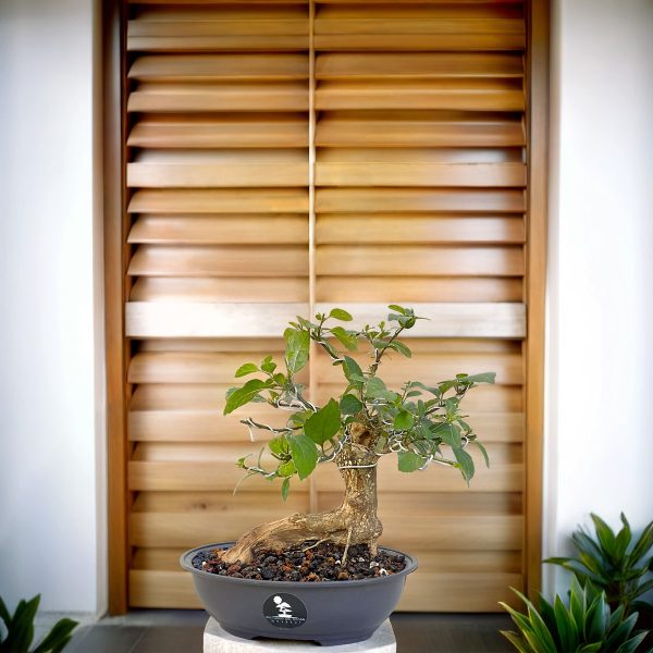 00f92caf05db4737a5144ace0cc8cf6b