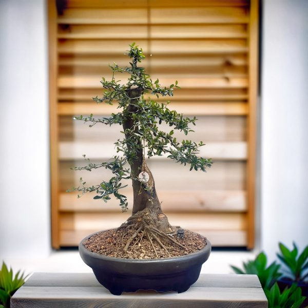 065acb40e0734b5c816632e2be1d1821