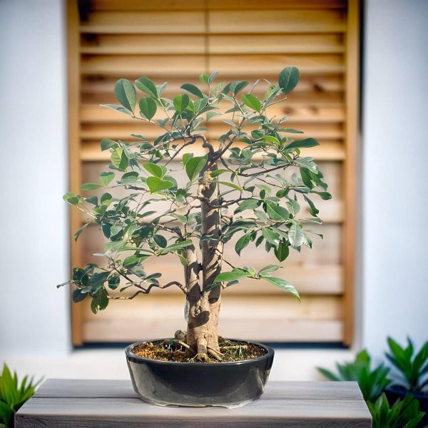 1e7edbe46c294b69bb439afea8989375