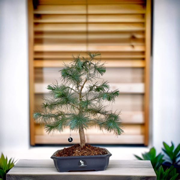 228d1235bb904c949f59f9637a2a5657