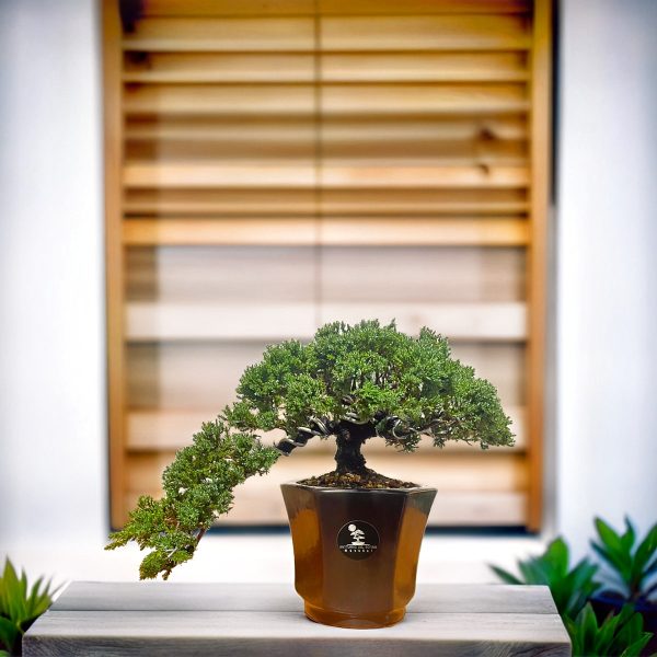 294e4a24e75844b597fc37a9c3d5454d (1)