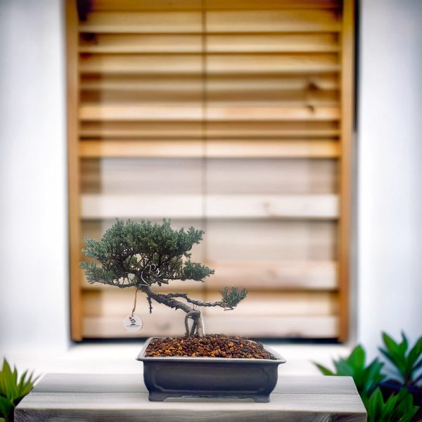 58f77b778e824daa836ad5d017c5c3e8 (1)