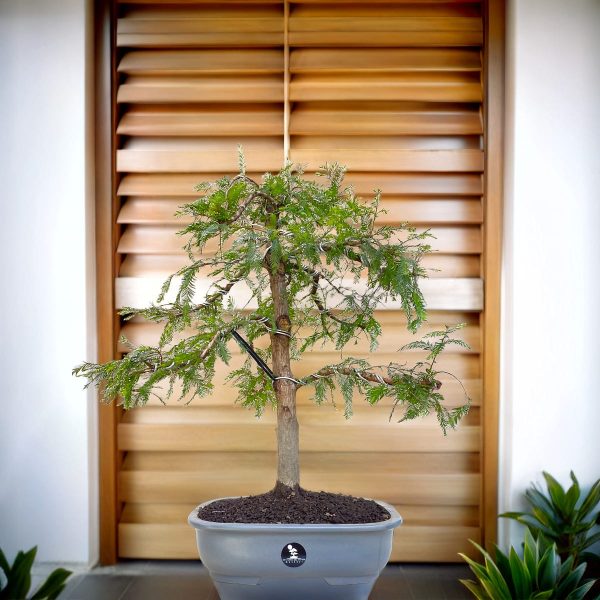 90a915c97b6a4778b6f80ef19cc11a52