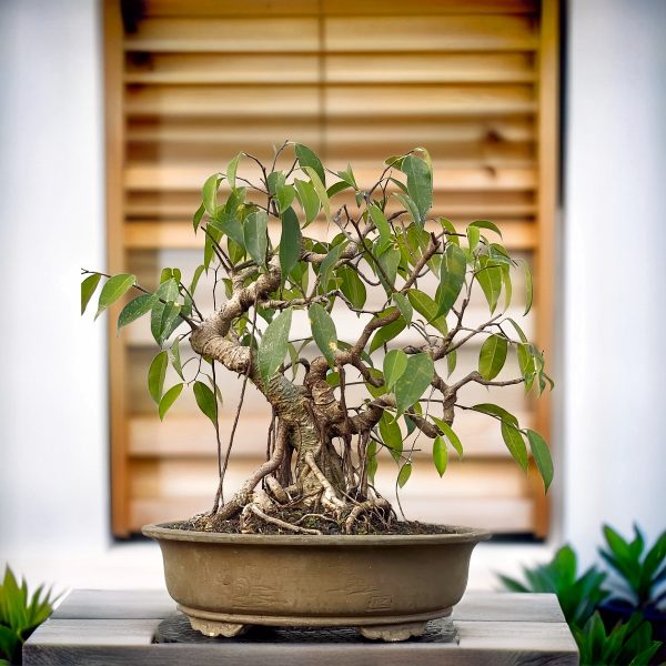 b29c3b1d7dad46b9a108c77de7ad0a92