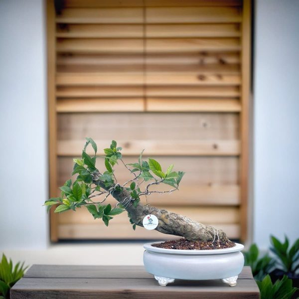 bfcb529be6414fe38df0f9dde6635748