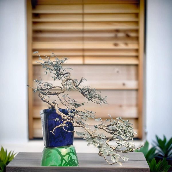 d668489cfb50464699860de2b4072fbd