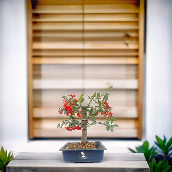 e125f647e50249e4be52dfe30dd77dbc