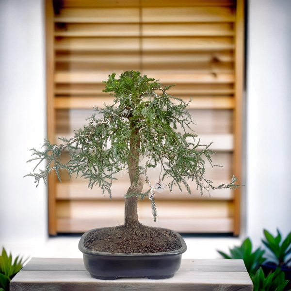 f47bf9a1bca844229ada37171a65e1a2