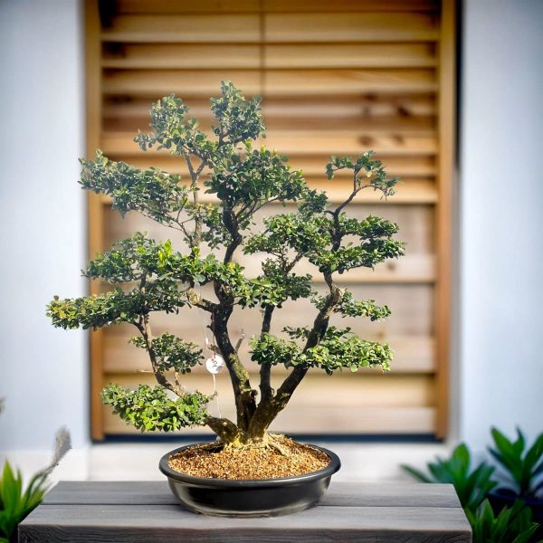 ff6f77d13b994bfa9d1ae429221ba1c3